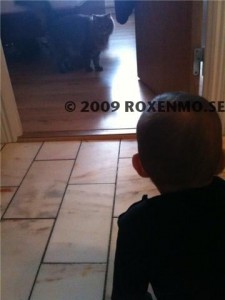 ronaj med katterna ronaj med katterna